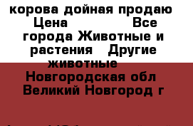 корова дойная продаю › Цена ­ 100 000 - Все города Животные и растения » Другие животные   . Новгородская обл.,Великий Новгород г.